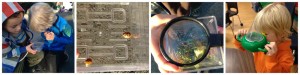 Examining Ladybugs2 Collage